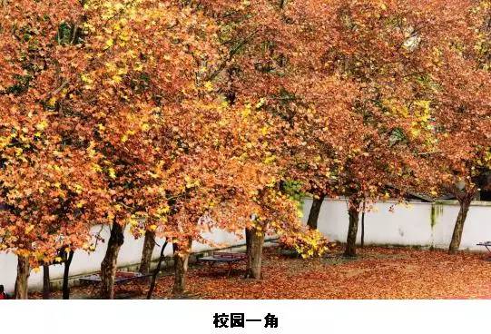 这10所初中获奖最多！第2的最难猜……pg电子免费模拟器游戏楚才作文放榜！(图5)